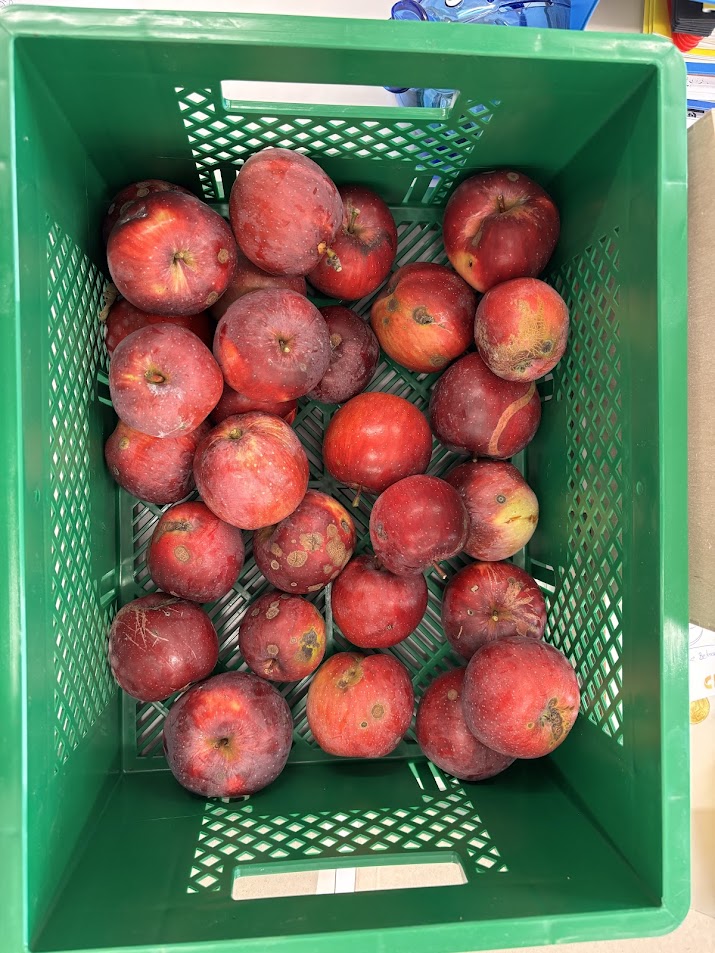 Frische Äpfel aus unserem Schulgarten! Frische Äpfel aus unserem Schulgarten!